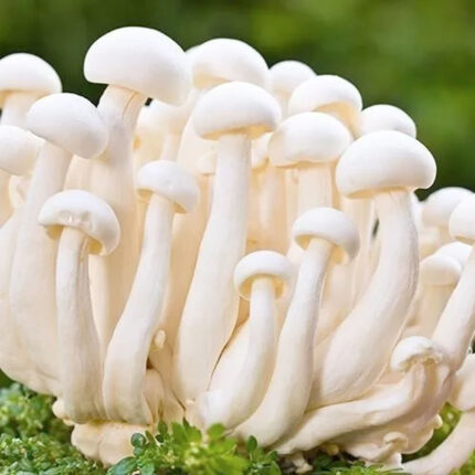 Milky Mushrooms Spawn